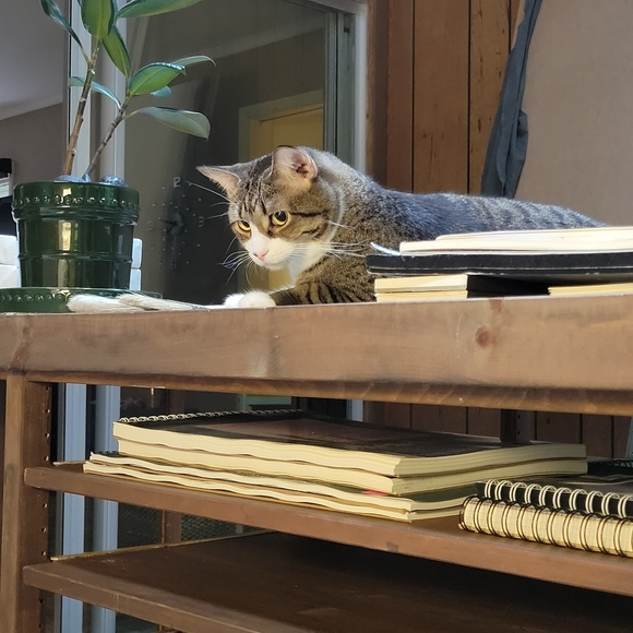 Meet your Posher, Elizabeth - Picture 3 of 10